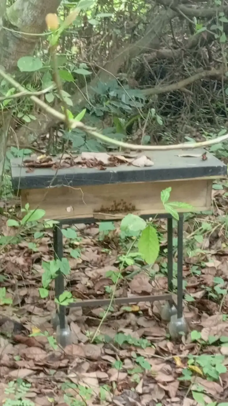 Raised hive on a metal stand