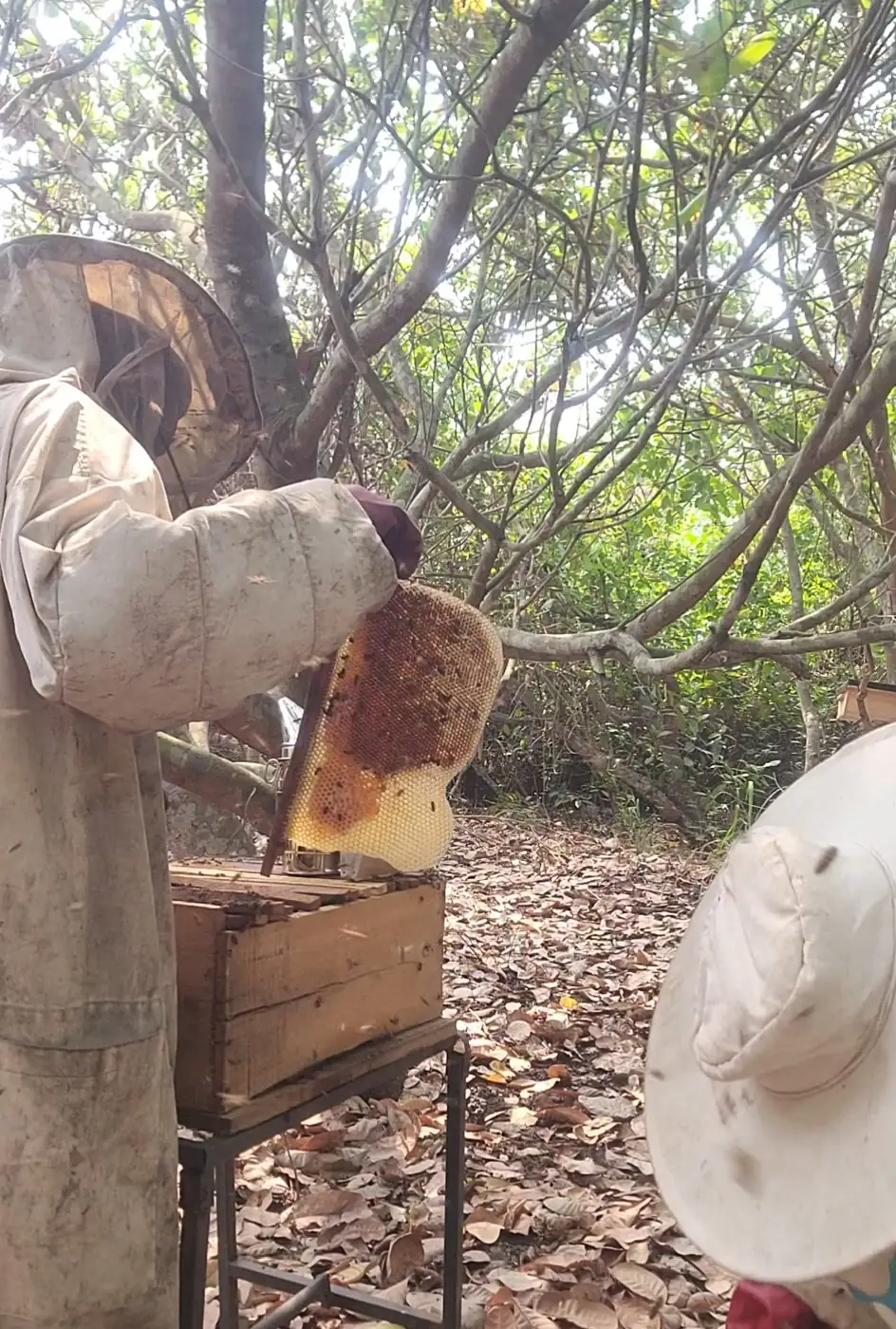 Beekeeper lifting a honey-filled frame
