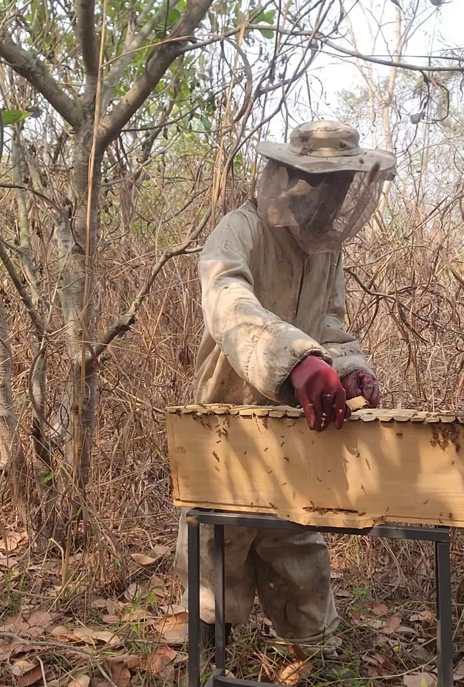 Beekeepers in protective suits inspecting a hive