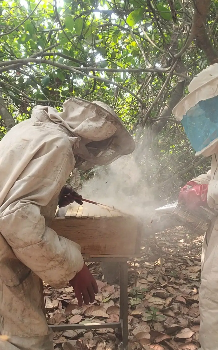 Beekeepers using a smoker during a hive inspection