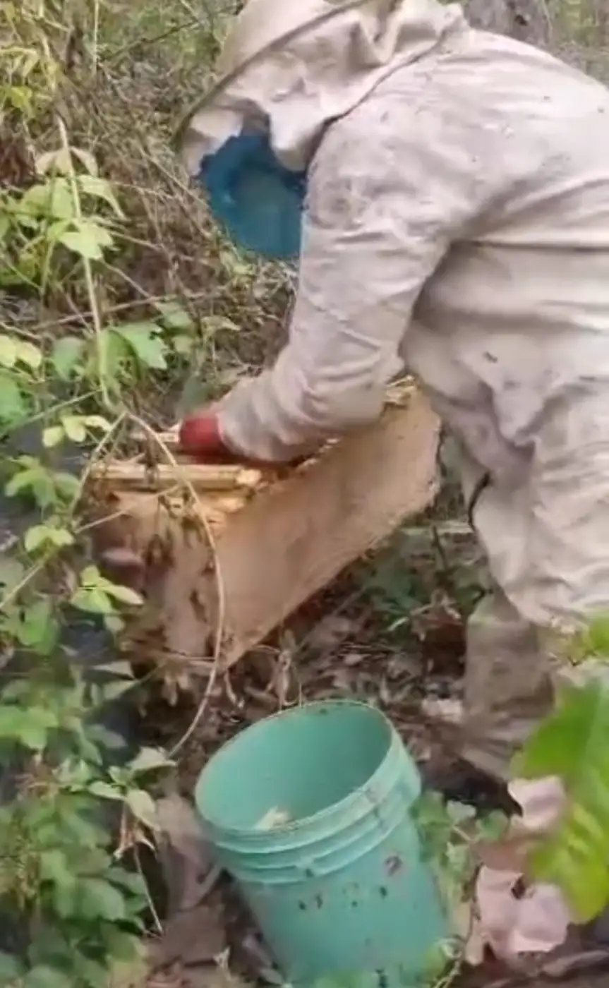 Honey harvest, comb cut from the frame